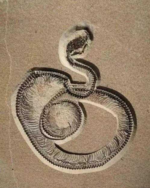 蛇类化石图片